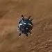 HunterSeekerMissile SC2 DevGame1.jpg (2 KB) HunterSeekerMissile SC2 DevGame1