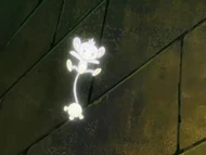 EP529 Aipom evolucionando