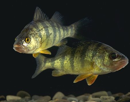 Yellow Perch Images