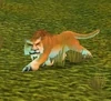 Mountain Cougar