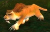 Starving Mountain Lion