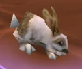 Snowshoe Rabbit.jpg