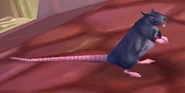 Giant Sewer Rat