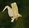 White Tickbird Hatchling.jpg
