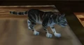 Black Tabby.jpg