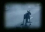Kangaroo.png