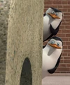 Skipper madagascar.jpg
