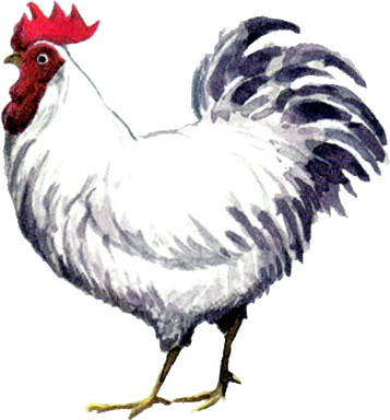 Cucco_Artwork_%28Ocarina_of_Time%29.png