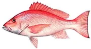 Red snapper.jpg