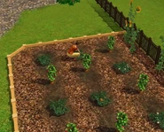 Bachelor Home Garden