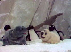 Jambalaya-seals1.jpg