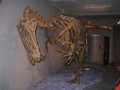 Allosaurus-Replikat-Sauriermuseum.jpg
