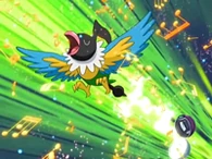 EP546 Chatot