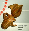 Adapis magnus.JPG