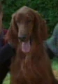 Mollie, Caretaker.jpg