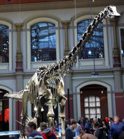 Diplodocus carnegiei