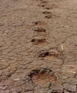 Dino tracks 01
