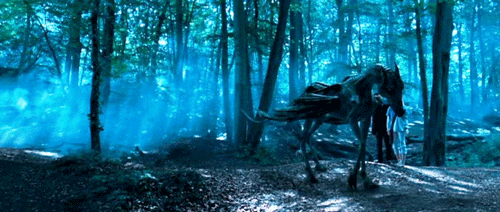 http://images2.wikia.nocookie.net/__cb20090531135244/harrypotter/images/8/87/Thestral_on_land.gif