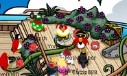 Rockhopperandyork