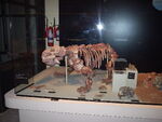 Dinodontosaurus skeleton UFRGS