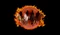 FourHorseman apoco