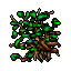 Mangrove (Medium)