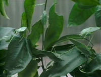 Katydid.jpg