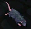 Underbelly Rat