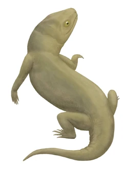 Owenetta kitchingorum.jpg