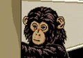 Gbachimp