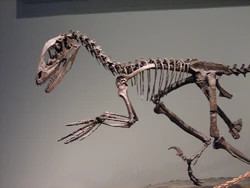 Deinonychus skeleton FMNH.jpg