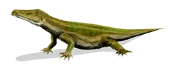 Chasmatosaurus BW.jpg
