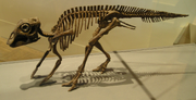ROM-MaiasaurBaby-May14-05