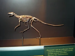 Marasuchus.JPG