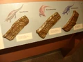 Aetosaur armor cast.jpg