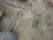 Desmatosuchus scutes1