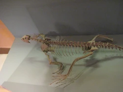 Trilophosaurus Buettneri