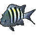 Standard 75x75 collect fish sergeantmajor 01