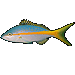 Standard 75x75 collect fish yellowtailsnapper 01