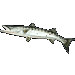 Standard 75x75 collect fish greatbarracuda 01