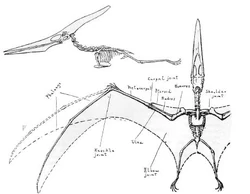 Pteronodon2.jpg