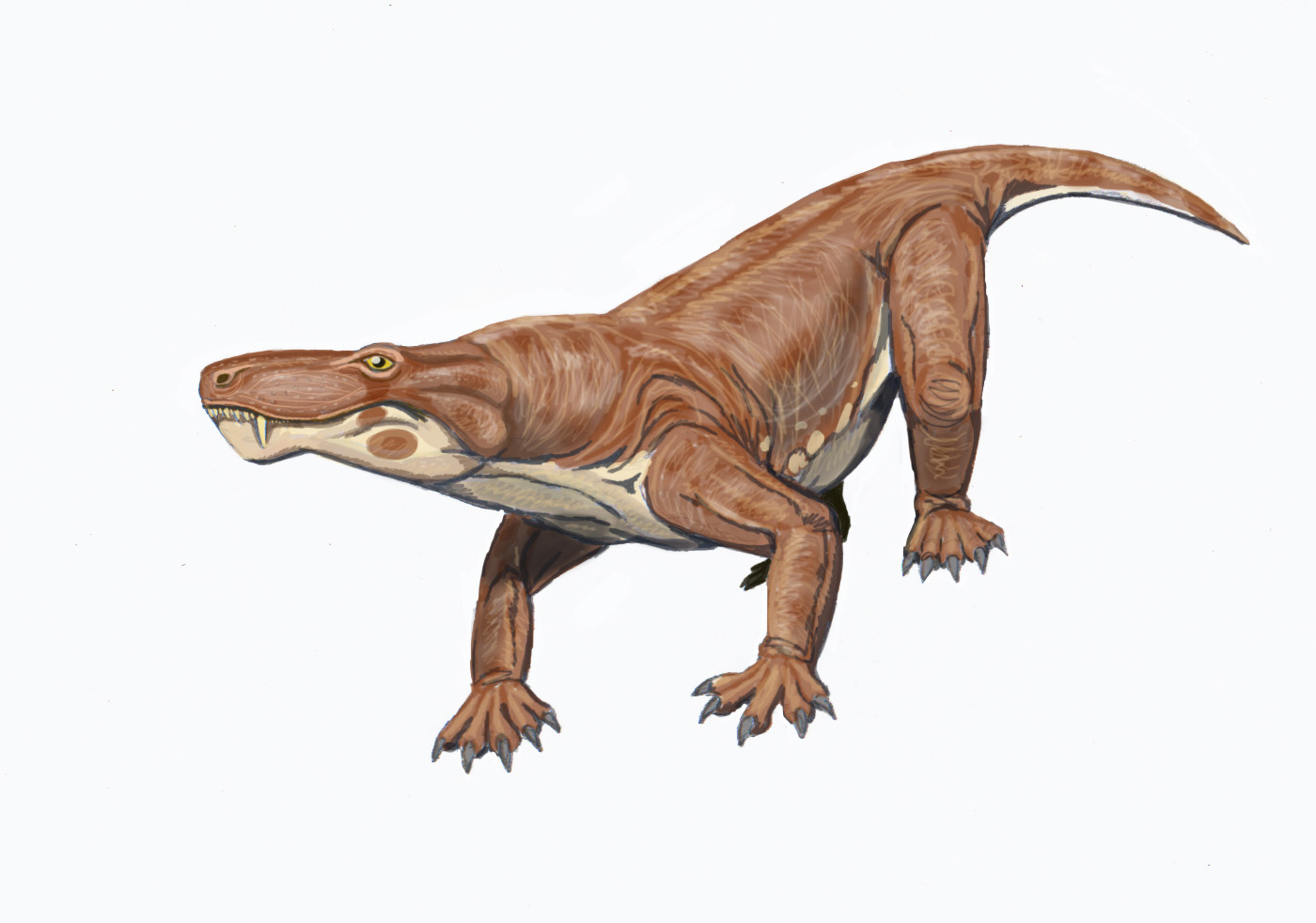 Theriodontia - Fossil Wiki, The Paleontology Wiki