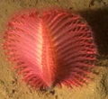 Thumbnail for version as of 16:20, July 8, 2009
