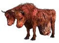 Brahmin FO3