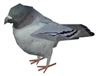 Pigeon