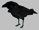 Crow