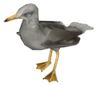 Seagull