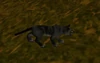 Kitty