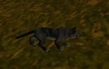 Kitty.jpg