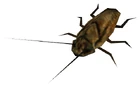 Cockroach Decay